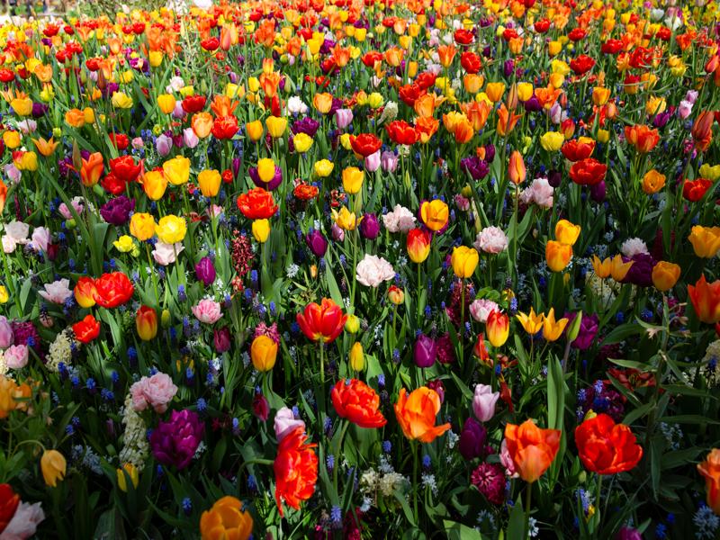 Keukenhof Gardens